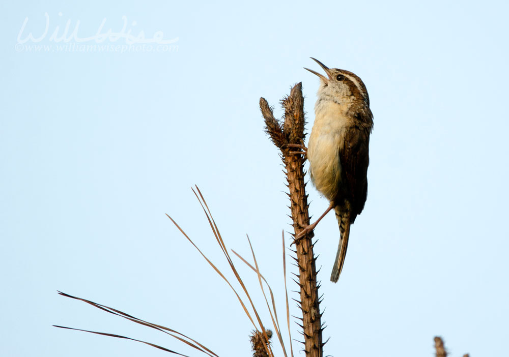 Carolina Wren songbird sining from tree top, Monroe, Walton County GA Picture