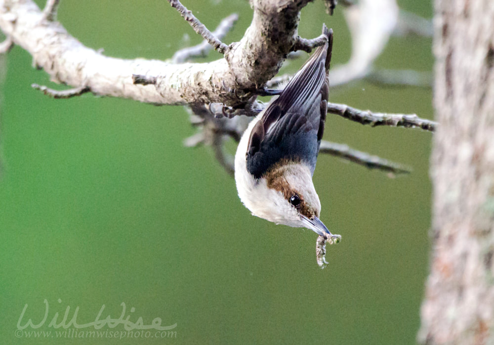 Brown-headed Nuthatch, Georgia, USA Picture