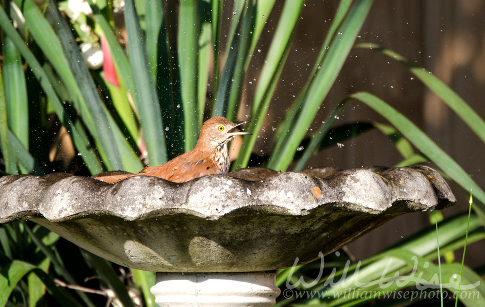 Brown Thrasher bird splashing in bird bath, Athens, GA USA Picture