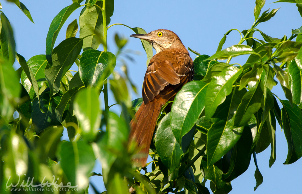 Brown Thrasher bird in Persimmon Tree, Athens, GA USA Picture