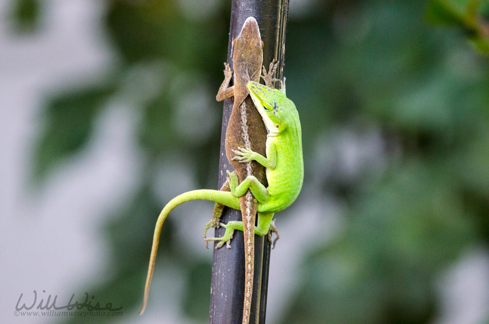 Mating Chameleon Green Anole Lizards, Georgia USA Picture