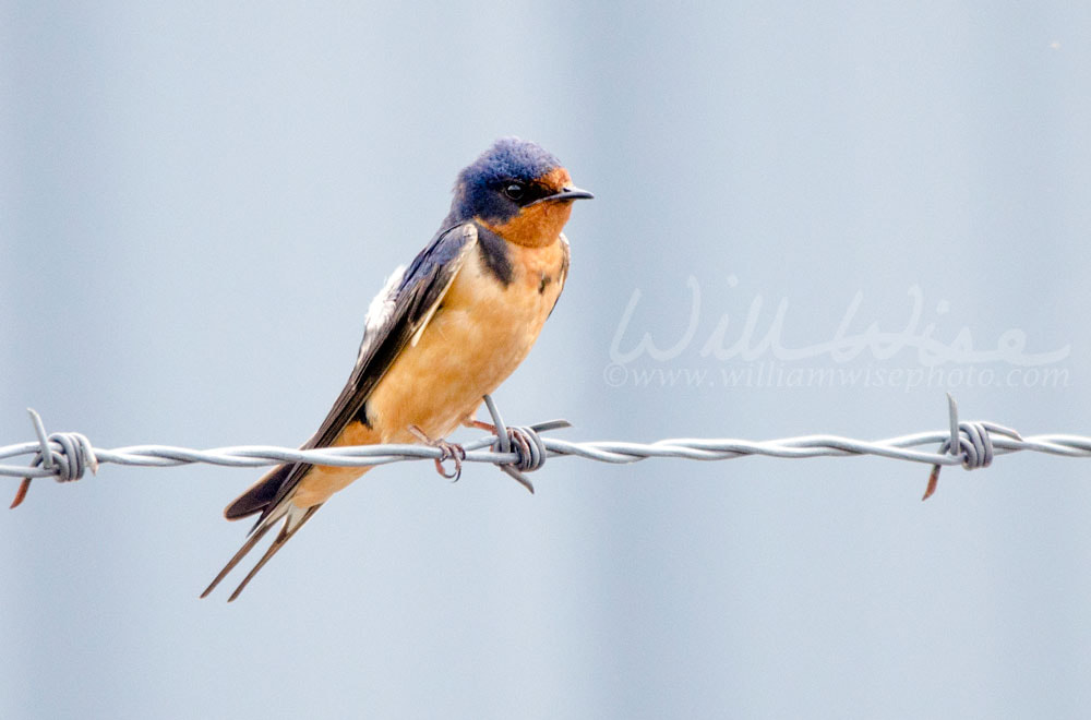 Barn Swallow bird perched on barbed wire, Monroe Georgia USA Picture