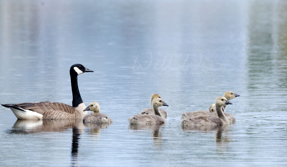 Canada Goose mother with goslings on blue pond, Walton County Georgia Picture