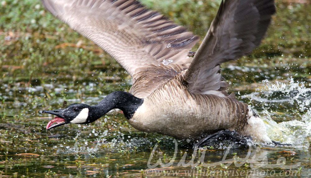 Angry mother Canada Goose charging, Walton County Georgia Picture