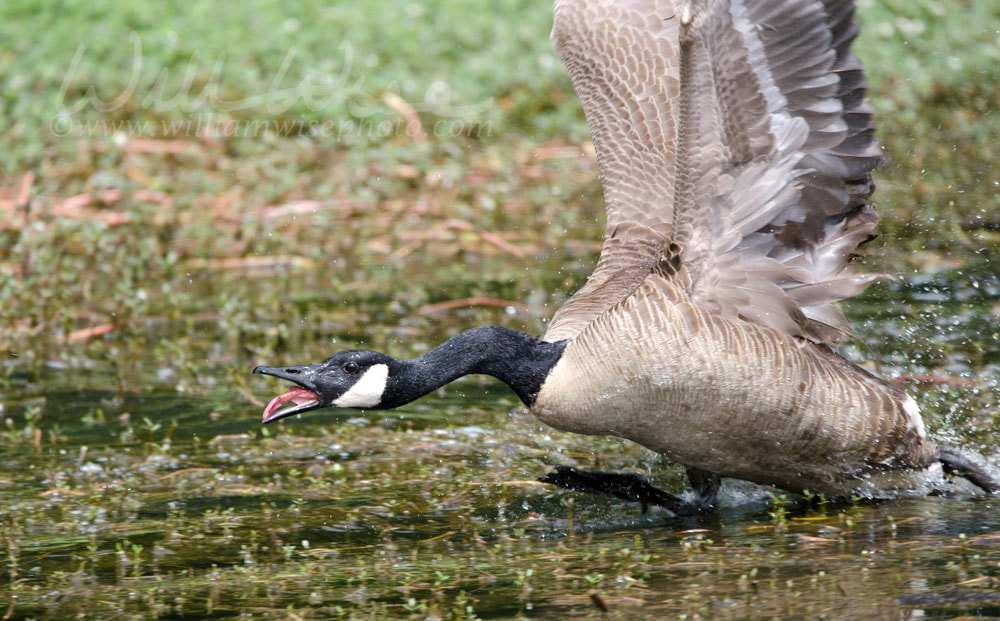 Angry mother Canada Goose charging, Walton County Georgia Picture