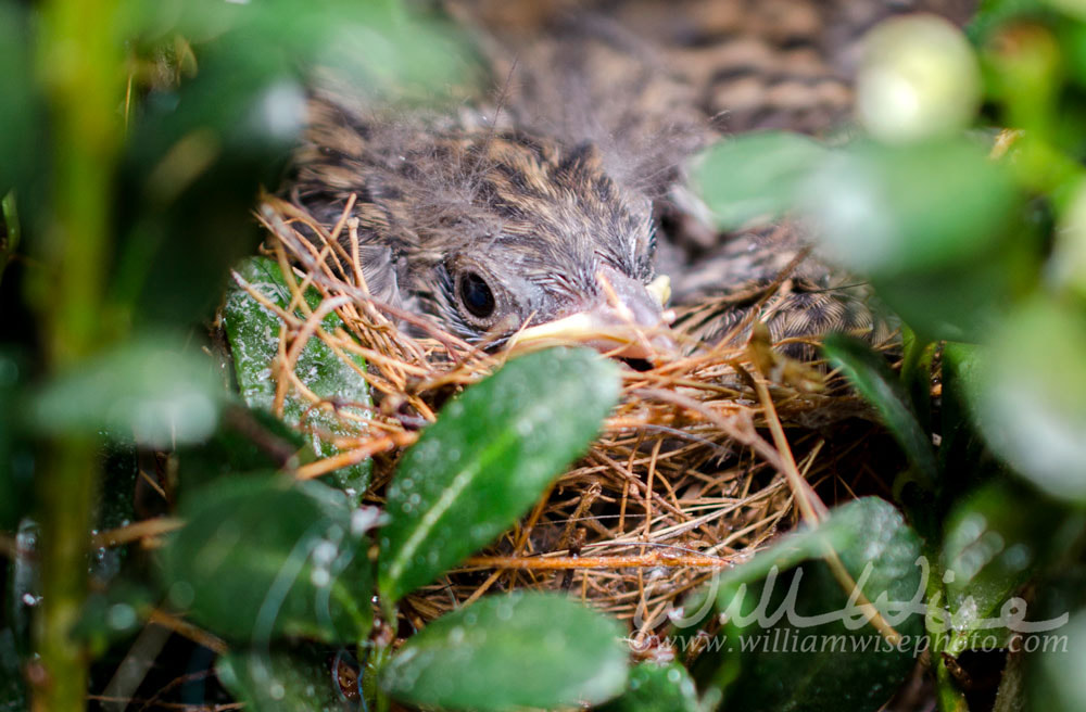 Chipping Sparrow baby birds in nest, Georgia USA Picture