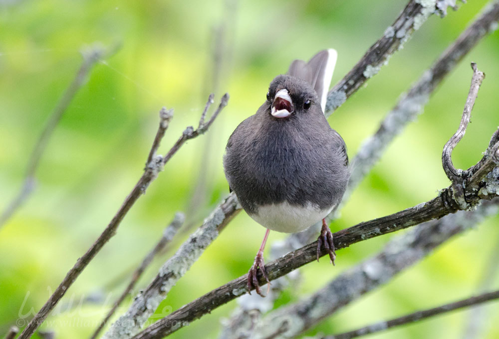 Slate Dark eyed Junco bird singing Picture