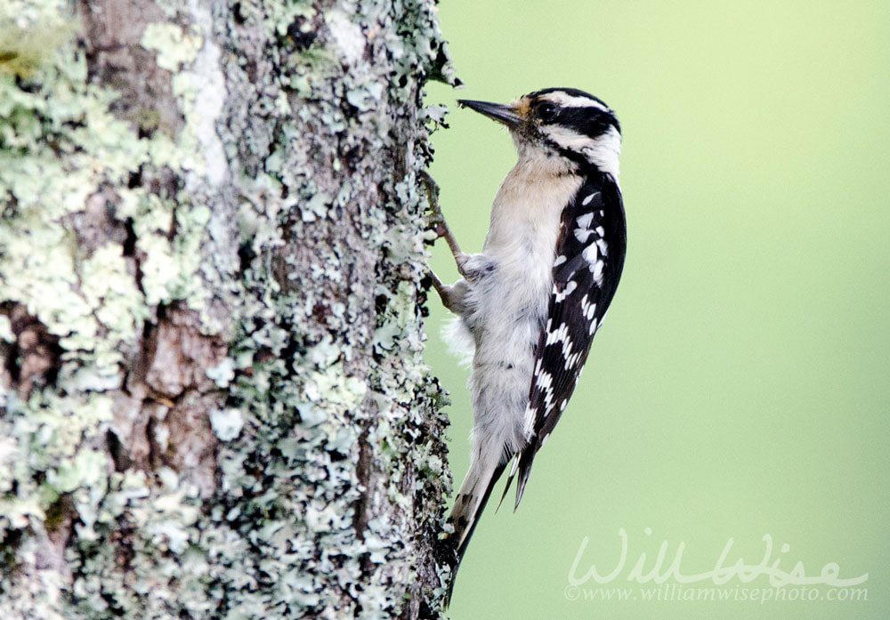 Downy Woodpecker on lichen covered Chestnut Oak, Smoky Mountains Picture