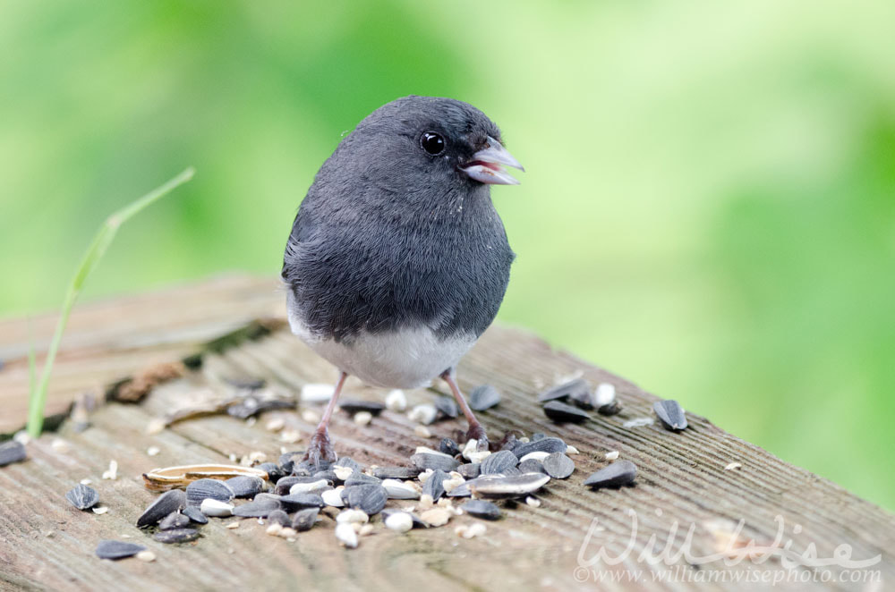 Dark Eyed Junco songbird eating bird seed, Blue Ridge Mountains, North Carolina Picture