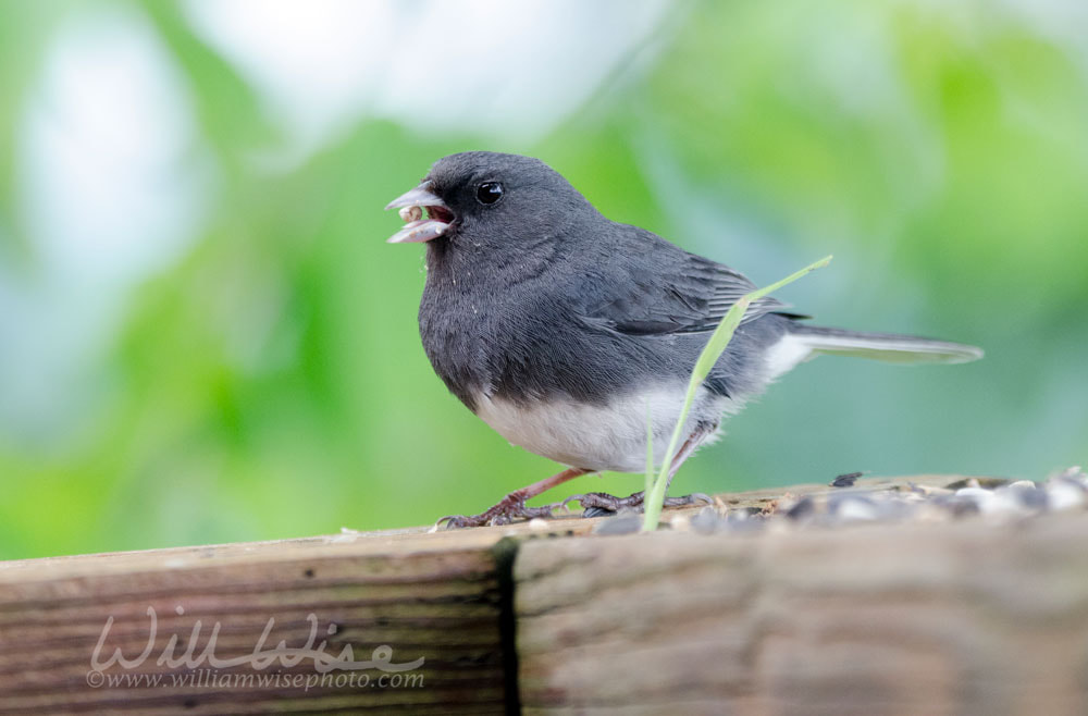 Dark Eyed Junco songbird eating bird seed, Blue Ridge Mountains, North Carolina Picture