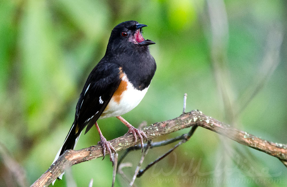 Eastern Towhee bird singing Picture