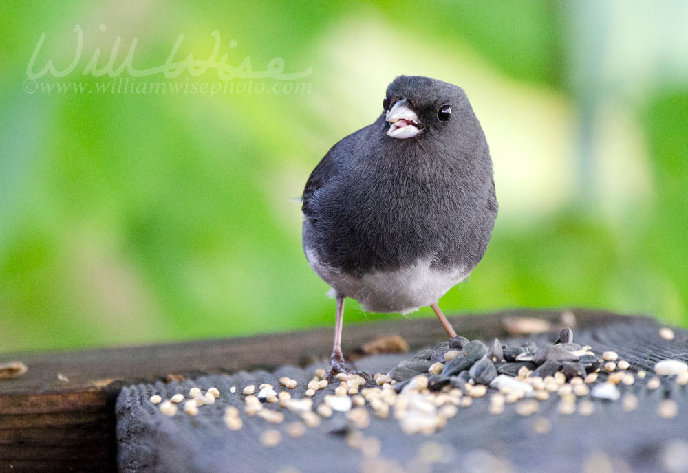 Dark Eyed Junco songbird eating bird seed Picture