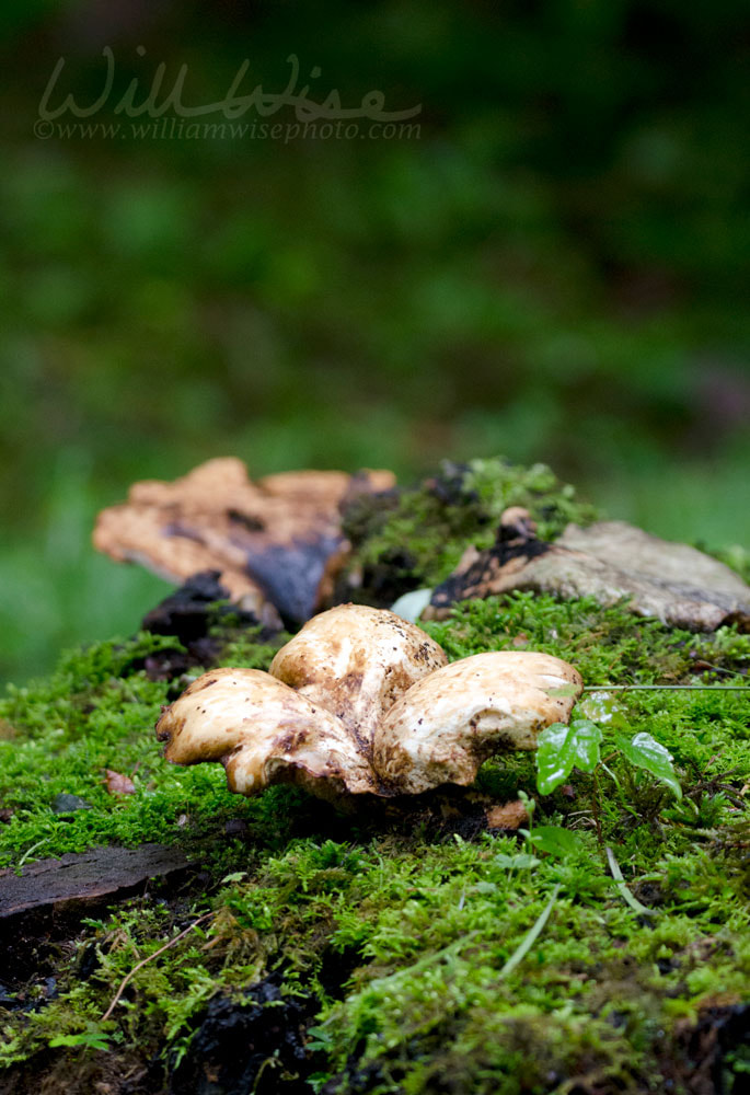 Polyporus fungi mushroom on moss in Blue Ridge Mountains Picture