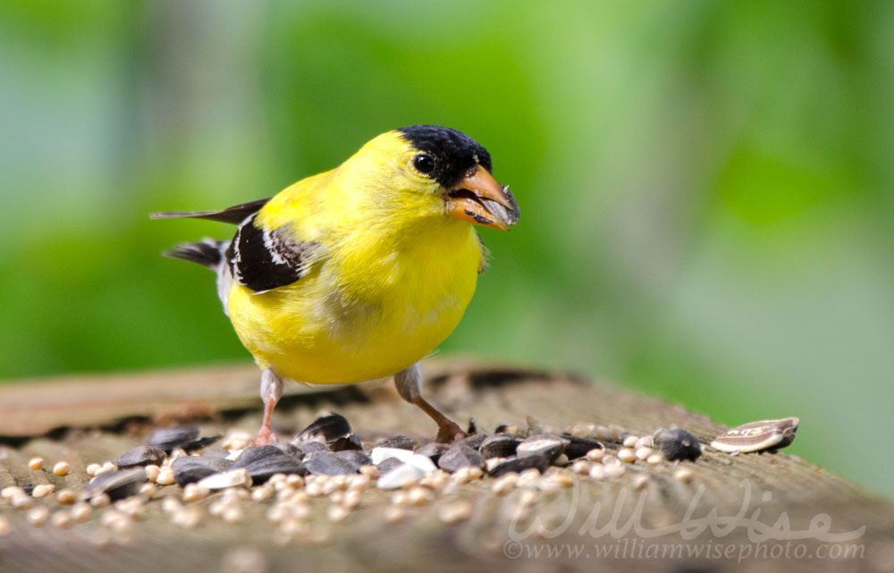 American Goldfinch bird eating birdseed Picture