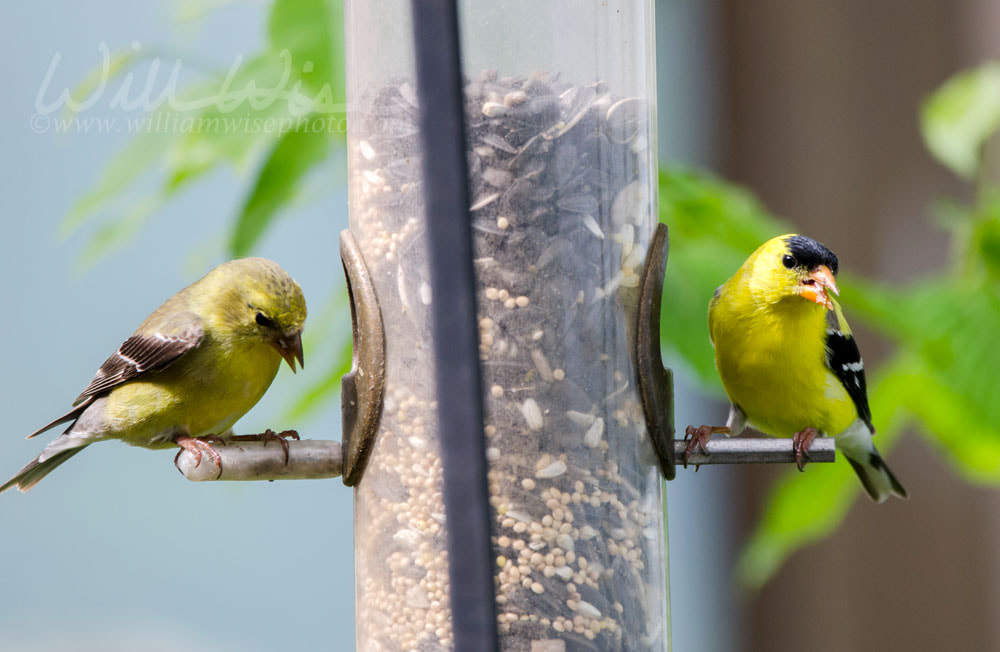 Two American Goldfinch birds eating birdseed at tube feeder Picture