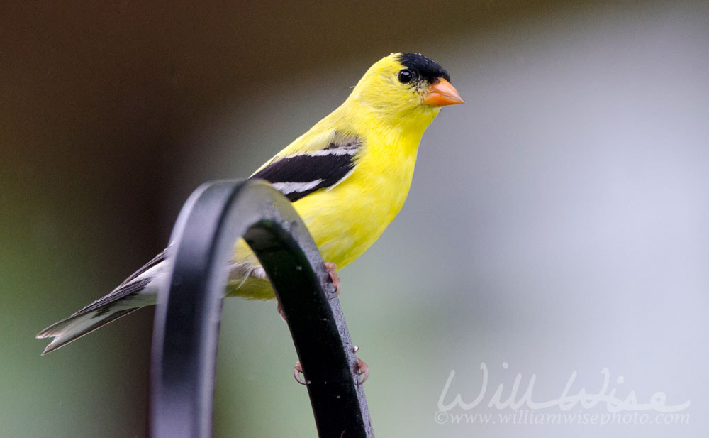 American Goldfinch bird Picture