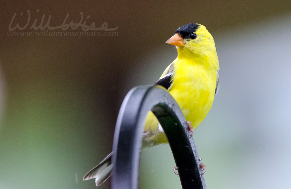 American Goldfinch bird, Blue Ridge Mountains, North Carolina Picture