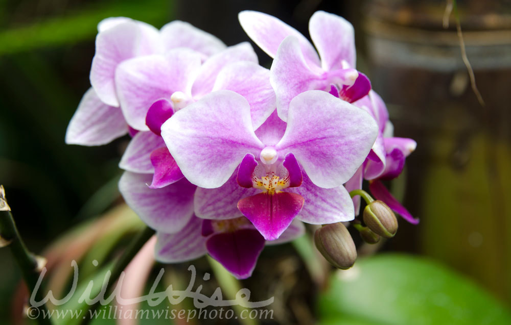 Purple Violet Orchid Flower in Biltmore Estate Conservatory Greenhouse Picture
