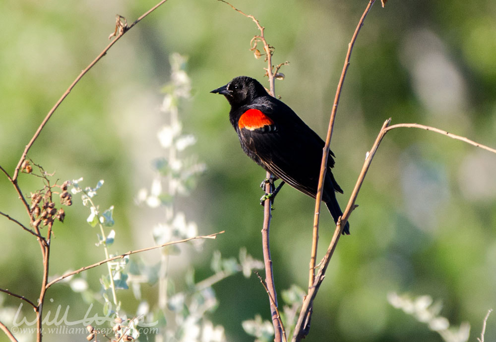 Red-winged Blackbird, Sweetwater Wetlands Tucson Arizona, USA Picture