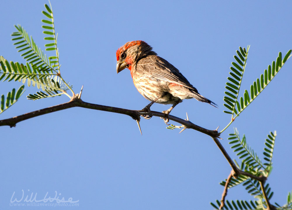 House Finch perched on desert Mesquite branch, Sweetwater Wetlands Tucson Arizona, USA Picture