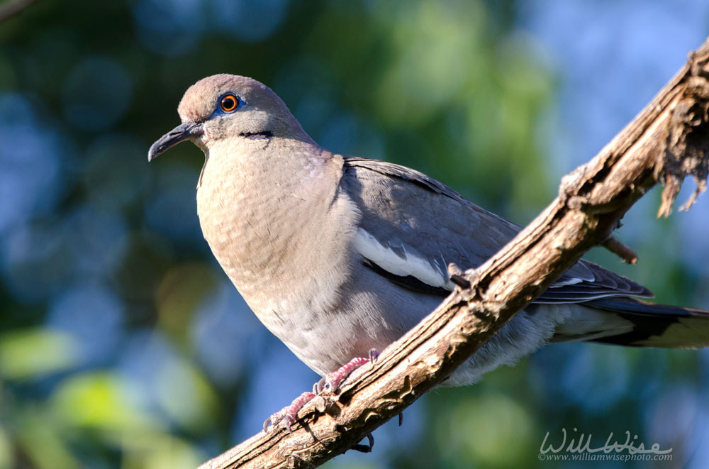 White Winged Dove, Sweetwater Wetlands Tucson Arizona, USA Picture