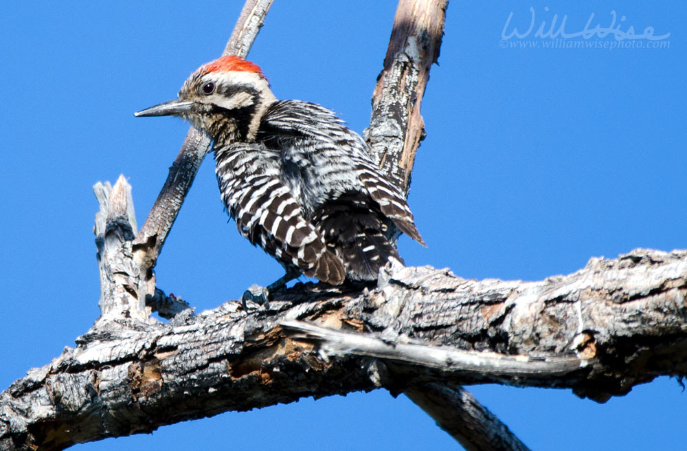 Ladder Backed Woodpecker, Sweetwater Wetlands Park, Tucson Arizona Picture