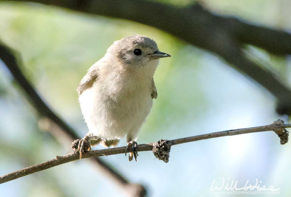 Lucy`s Warbler bird, Sweetwater Wetlands Park, Tucson Arizona Picture