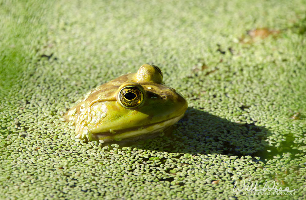 American Bullfrog frog, Sweetwater Wetlands Tucson Arizona Picture
