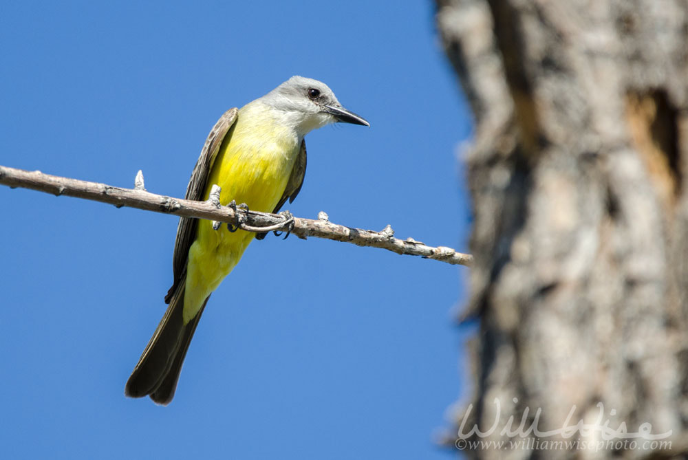 Tropical Kingbird, Sweetwater Wetlands in Tucson Arizona USA Picture