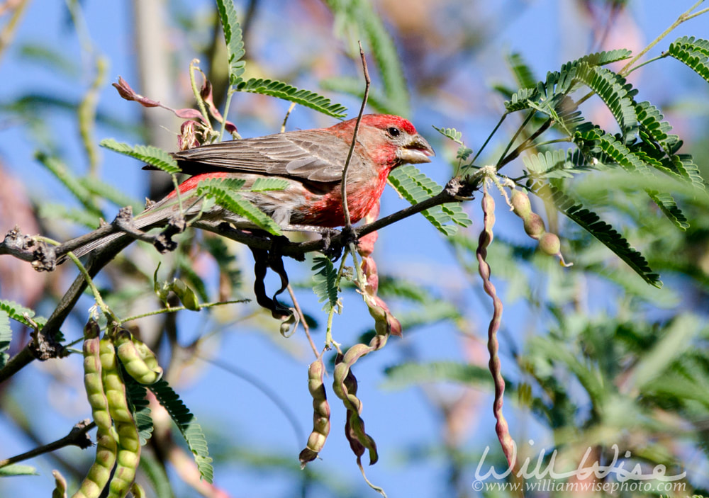 House Finch perched on desert Mesquite branch, Tucson Arizona, USA Picture