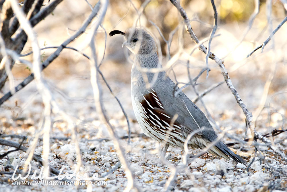 Female Gambel`s Quail bird, Tucson Arizona Sonora Desert Picture