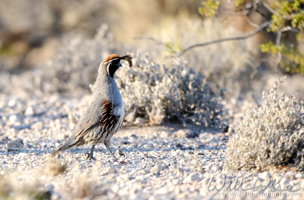 Gambel`s Quail bird, Tucson Arizona Sonora Desert Picture