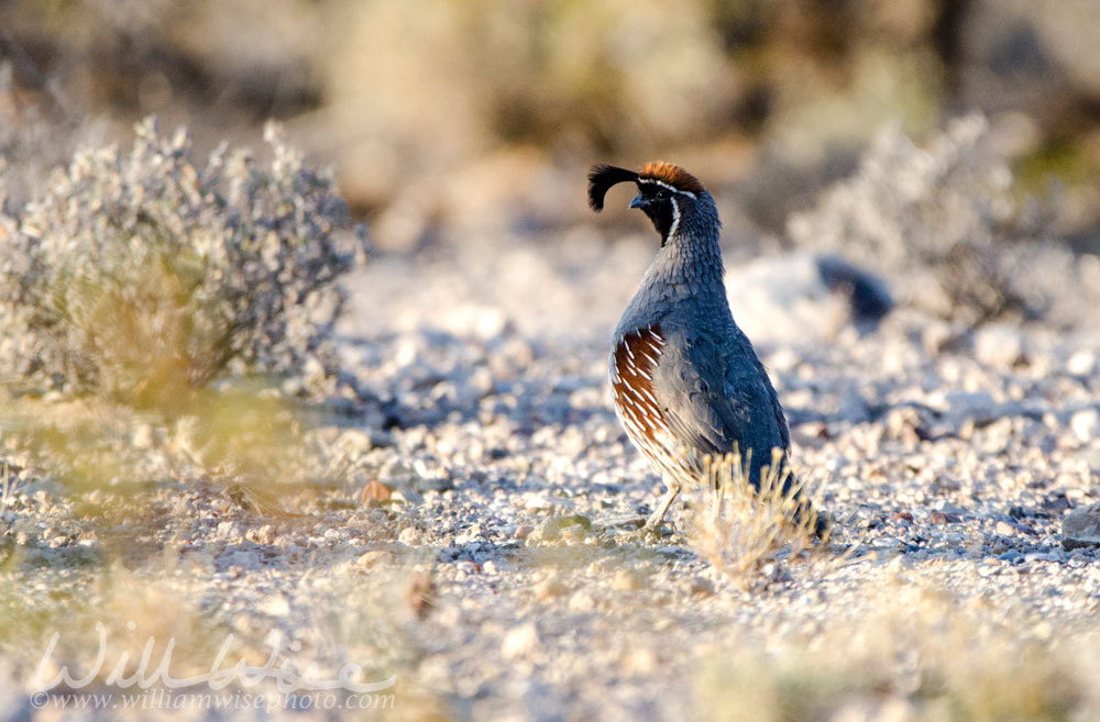 Gambel`s Quail bird, Tucson Arizona Sonora Desert Picture