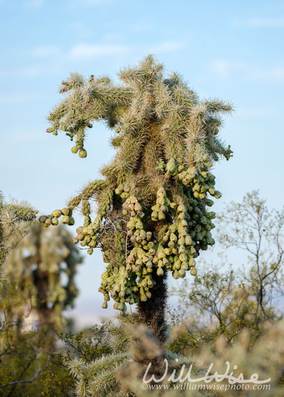 Southwest desert Cholla cactus tree, Tucson Arizona USA Picture