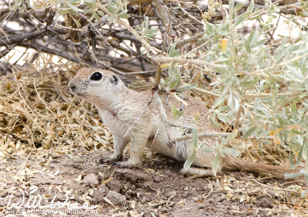 Round Tailed Ground Squirrel, Sweetwater Wetlands, Tucson Arizona desert Picture