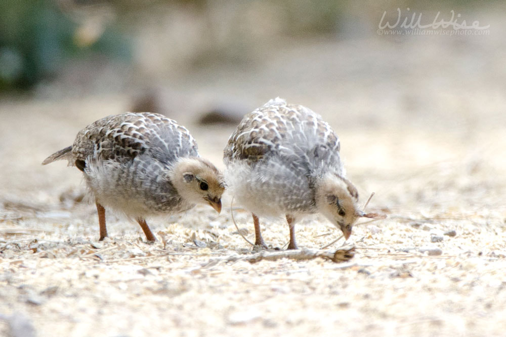 Gambel`s Quail covey of baby chicks, Sweetwater Wetlands in Tucson Arizona USA Picture
