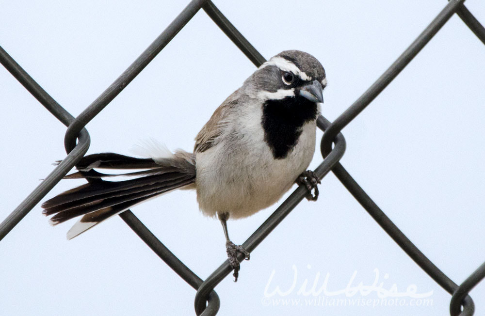 Black Throated Sparrow on chain link fence, Tucson Arizona Desert Picture