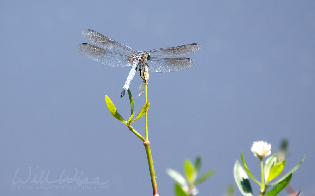 Blue Dasher Dragonfly, Walton County Georgia, USA Picture