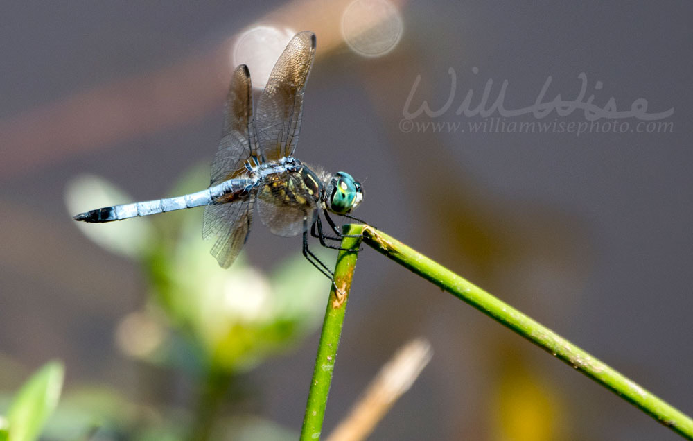 Blue Dasher Dragonfly, Walton County Georgia, USA Picture
