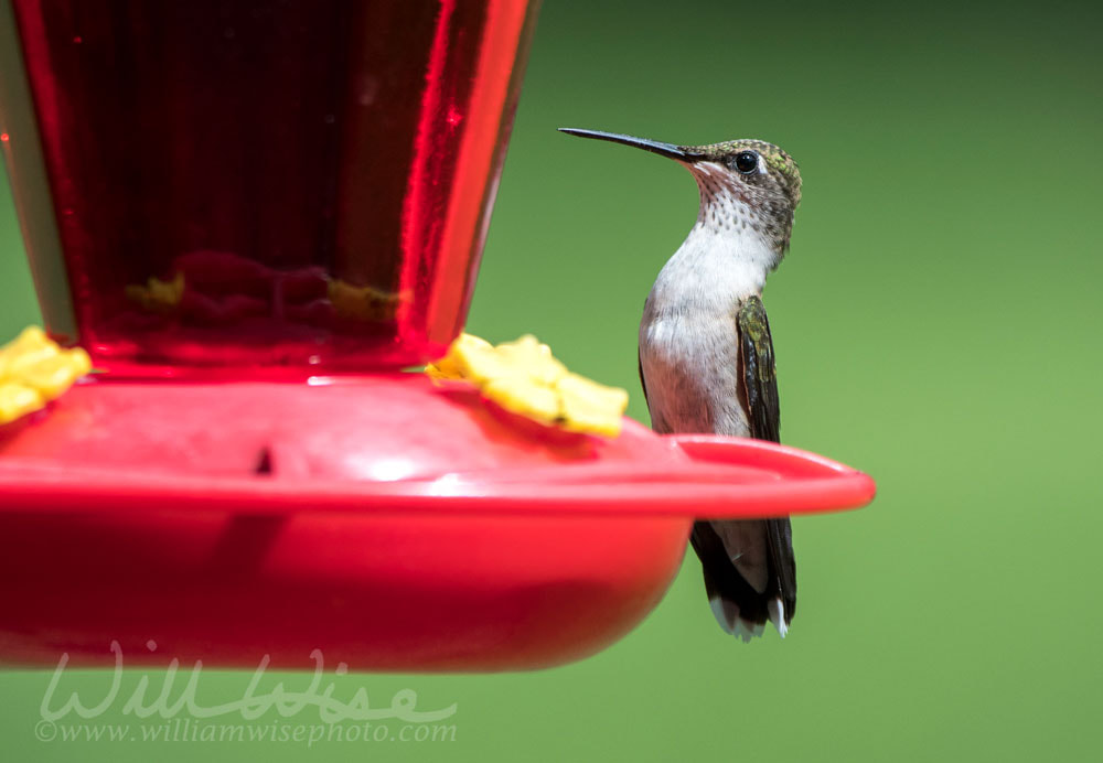 Ruby Throated Hummingbird at nectar bird feeder, Clarke County, Georgia USA Picture
