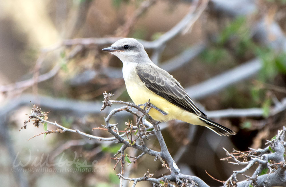 Western Kingbird bird, Lake Watson, Prescott Arizona Picture