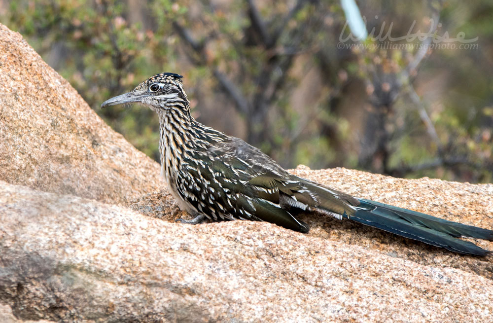 Greater Roadrunner bird, Lake Watson, Prescott Arizona USA Picture