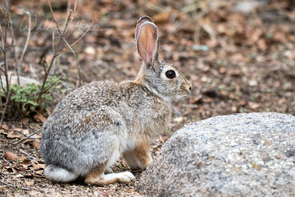 Desert Cottontail Rabbit, Lake Watson, Prescott Arizona USA Picture