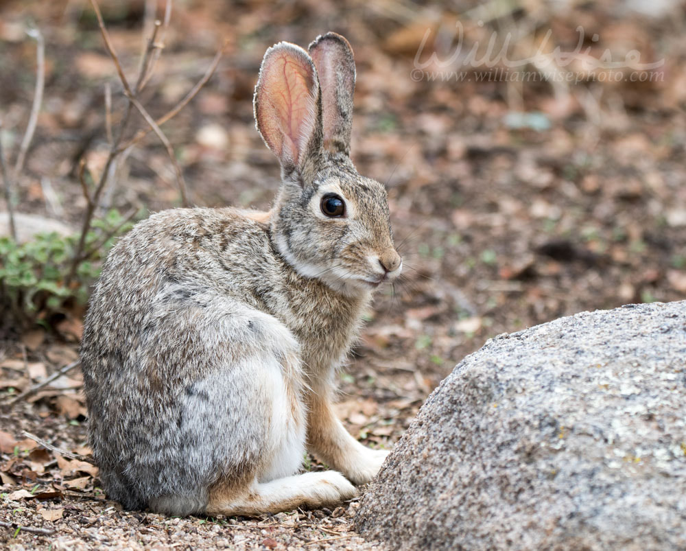 Desert Cottontail Rabbit, Lake Watson, Prescott Arizona Picture