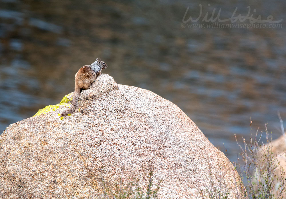 Rock Squirrel, Granite Dells and Lake Watson Riparian Park, Prescott Arizona USA Picture
