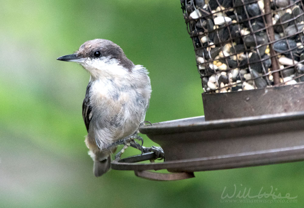 Brown Headed Nuthatch bird eating seed Picture
