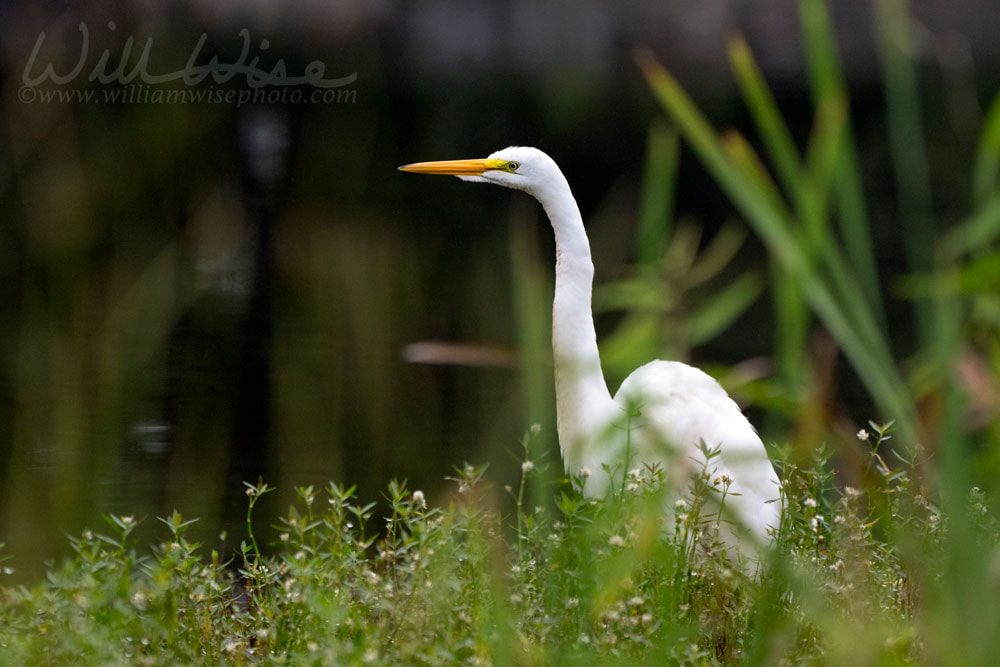 White Great Egret bird, Walton County, Georgia USA Picture