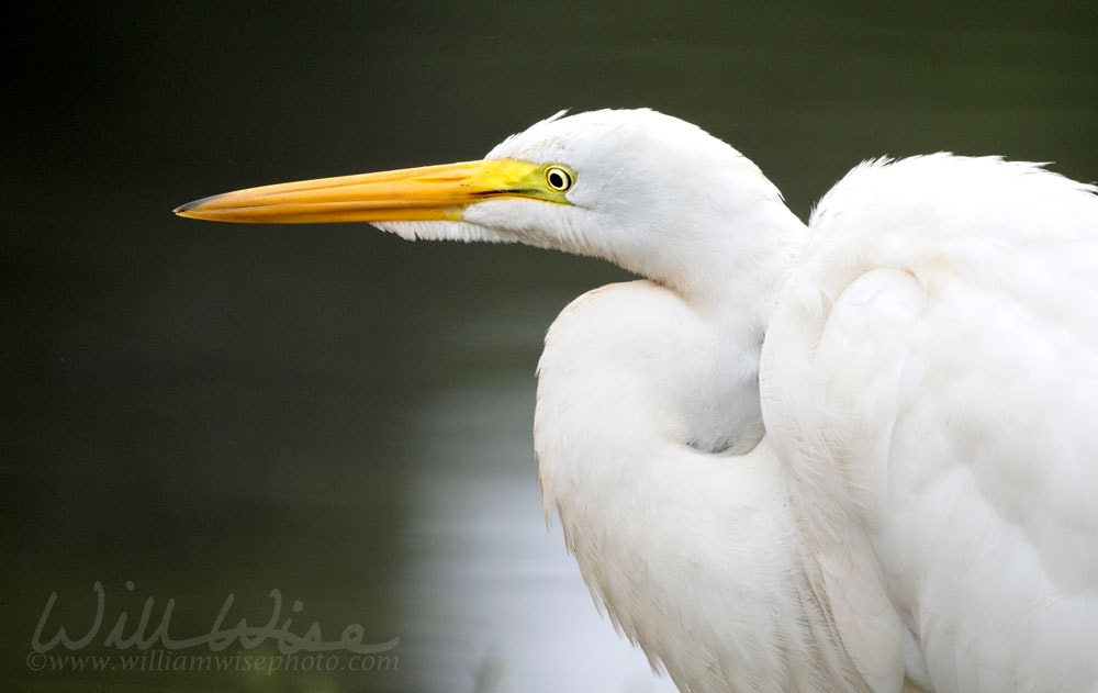 Great Egret close up profile Picture
