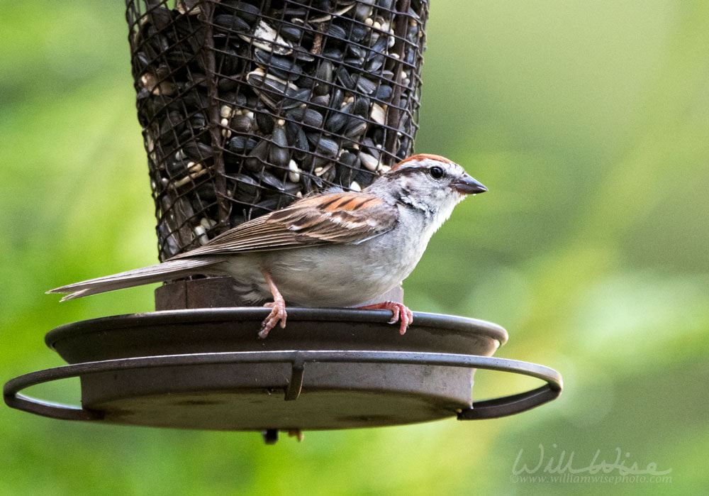 Chipping Sparrow Bird, Athens Georgia USA Picture