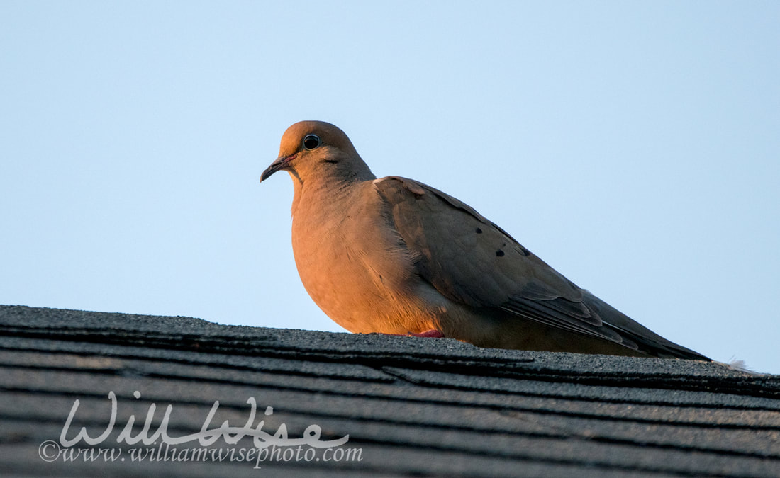 Picture Mourning Dove on roof top, Athens, Georgia 
